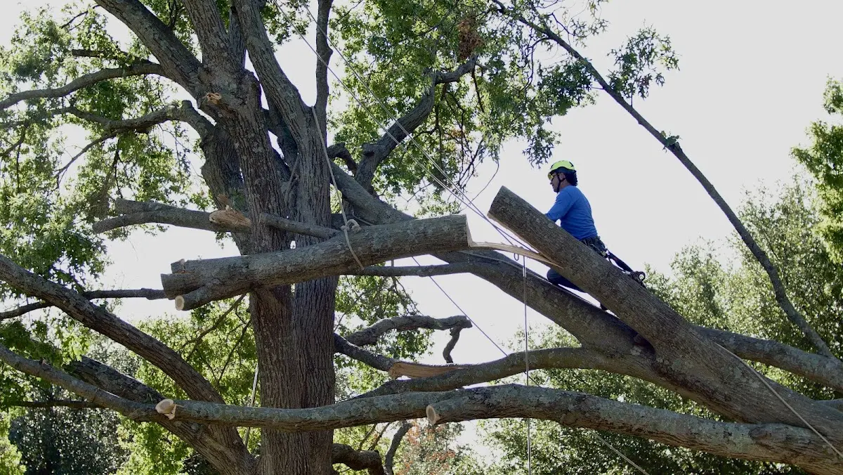 Professional Hazardous Tree Removal performed by certified arborists in Pinebluff